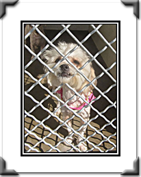 Khara at the Shelter